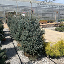 Whiskey Blue Hills Spruce - Picea glauca - 4-5 Foot Ball & Burlap Tree
