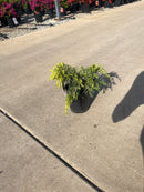 Gold Lace Juniper - Juniperus x media - 1