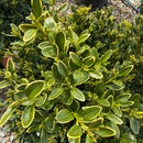 Green Velvet Boxwood - Buxus sp. - 3 Gallon Potted Shrub