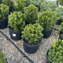 Densiformis Yew - Taxus x media - 3 Gallon Potted Evergreen Shrub