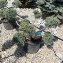 Angelica Blue Juniper (Pom Pom) - Juniperus x media - 6 Gallon Potted Topiary Shrub