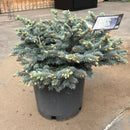 Globe Blue Spruce - Picea pungens 'Globosa' - 5 Gallon Potted Evergreen Shrub