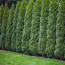 Emerald Green Arborvitae - Thuja - 6-7