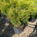 Limeglow Juniper - Juniperus horizontalis - 3