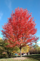 Autumn Blaze Maple - Acer x freemanii 'Jeffersred' - 3" Caliper Ball & Burlap Tree