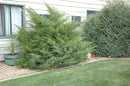 Mint Julep Juniper (Spiral) - Juniperus chinensis - 10