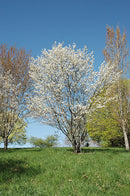 Princess Diana Serviceberry - Amelanchier x grandiflora 'Princess Diana' - 2" Caliper Ball & Burlap Tree