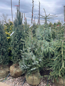 Weeping Serbian Spruce - Picea omorika 'Pendula' - 4-5 Foot Ball & Burlap Tree
