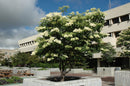 Ivory Silk Japanese Tree Lilac - Syringa reticulata - 10