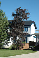 Royal Frost Birch - Betula - 10' Foot Ball & Burlap Tree