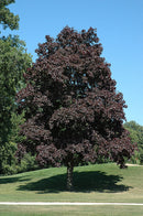 Crimson King Norway Maple - Acer platanoides 'Crimson King' - 2" Caliper Ball & Burlap Tree