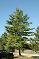 White Pine - Pinus strobus - 6-7' Foot Ball & Burlap Tree