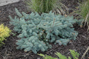 Procumbens Blue Spruce - Picea pungens - 6 Gallon Potted Shrub