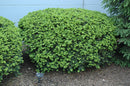 Densiformis Yew - Taxus x media - 5 Gallon Potted Evergreen Shrub