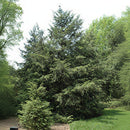 Eastern Hemlock - Tsuga canadensis - 6 Foot Ball & Burlap Tree