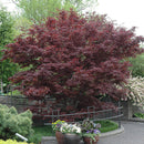 Bloodgood Japanese Maple - Acer palmatum - 1.5" Caliper Ball & Burlap Tree
