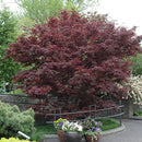 Bloodgood Japanese Maple (Clump) - Acer palmatum - 25