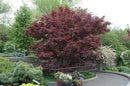 Bloodgood Japanese Maple - Acer palmatum - 4-5' Foot Ball & Burlap Tree