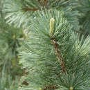 Vanderwolf's Pyramid Pine - Pinus flexilis - 5-6 Foot Ball & Burlap Tree