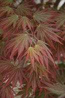 Johin Full Moon Japanese Maple - Acer shirasawanum - 24-30" Ball & Burlap Tree
