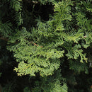 Wells Special Hinoki Falsecypress - Chamaecyparis obtusa - 4-5 Foot Ball & Burlap Evergreen Tree