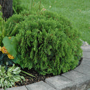 Danica Arborvitae - Thuja occidentalis - 3 Gallon Potted Evergreen Shrub