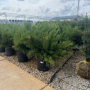 Sea Green Juniper - Juniperus chinensis - 5 Gallon Potted Evergreen Shrub