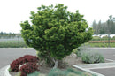 Lions Head Japanese Maple - Acer palmatum 'Shishigashira' - 24" Boxed Tree