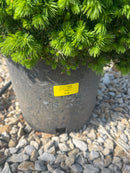 Humpty Dumpty Spruce - Picea glauca - 3