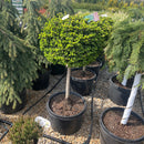 Little Gem Norway Spruce (Standard Form) - Picea abies - 5 Gallon Potted Evergreen Topiary Tree