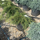 Russian Cypress - Microbiota decussata - 3