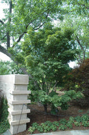 Tobiosho Japanese Maple - Acer palmatum 'Tobiosho' - 5-6' Foot Ball & Burlap Tree