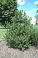 Oregon Green Austrian Pine - Pinus nigra - 5-6' Foot Ball & Burlap Tree