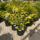 Fernspray Gold Hinoki Cypress - Chamaecyparis obtusa - 2 Gallon Potted Evergreen Shrub