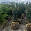 Maureen Yew - Taxus x media - 24"-30" Ball & Burlap Evergreen Shrub