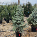 Fat Albert Blue Spruce - Picea pungens - 7 Gallon Potted Evergreen Tree