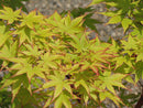 Coral Bark Japanese Maple - Acer palmatum 'Sango Kaku' - 5'-6' Foot Ball & Burlap Tree