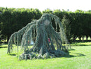 Weeping Blue Atlas Cedar - Cedrus atlantica 'Glauca Pendula' - 6-7' Foot Ball & Burlap Tree