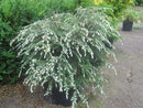 Albospica Hemlock - Tsuga canadensis - 3