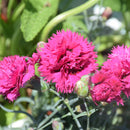 Fruit Punch Spiked Punch Pinks (Dianthus) - 1 Trade Gallon Pot