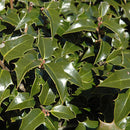 Dragon Lady Holly - Ilex - 5-6 Foot Ball & Burlap Tree