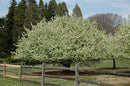 Crabapple - Malus - 6 Foot Ball & Burlap Tree