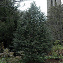Centennial Girl Holly - Ilex - 5-6 Foot Ball & Burlap Tree