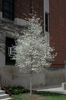 Spring Flurry® Serviceberry - Amelanchier laevis - 10