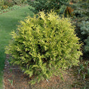 Golden Globe Arborvitae - Thuja occidentalis - 5 Gallon Potted Evergreen Shrub
