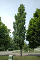 Armstrong Maple - Acer x freemanii 'Armstrong' - 2" Caliper Ball & Burlap Tree