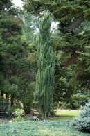 Sky Pencil Japanese Holly - Ilex crenata - 2-2.5 Foot Ball & Burlap Evergreen Shrub