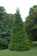 Green Giant Arborvitae - Thuja - 120" Ball & Burlap Tree