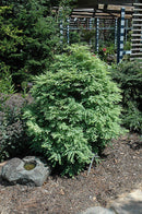 Schirrmann's Nordlicht Dawn Redwood - Metasequoia glyptostroboides - 18-21" ball & Burlap Shrub