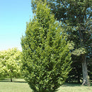 Frans Fontaine Hornbeam - Carpinus betulus 'Frans Fontaine' - 1.75" Caliper Ball & Burlap Tree